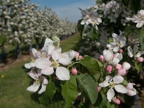 Bild GMH: Ein Traum in Rosa und Weiß: Etwa drei Wochen dauert das Schauspiel der Apfelblüte, das Touristen und auch Honig- und Wild-Bienen in die Anbauregionen wie das Alte Land und die Bodensee-Region lockt