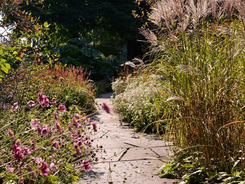 Goldene Tage: Japan-Anemonen (Anemone japonica), Kerzen-Knöterich (Bistorta amplexicaulis) und Chinaschilf (Miscanthus) weben ein durchscheinendes Herbstgemälde von besonderem Liebreiz. (Bildnachweis: GMH/Anne Eskuche)