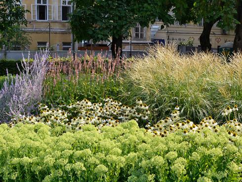 Statik trifft Bewegung: Hinter Fetthenne (Sedum) und Schein-Sonnenhut (Echinacea) wiegen sich Blauraute (Perovskia atriplicifolia), Kerzen-Knöterich (Bistorta amplexicaulis) und Chinaschilf (Miscanthus) im Wind. Die sanfte Bewegung des Grases lockert die blockweise bepflanzte Fläche auf. (Bildnachweis: GMH/Anne Eskuche)