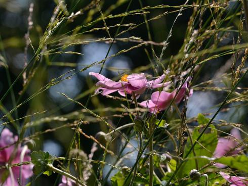 Spätsommer-Funkeln: Zarte Blütenähren der Gräser schmeicheln den plakativen Blüten der Herbst-Anemone. (Bildnachweis: GMH/Anne Eskuche)