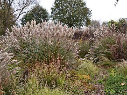 Saisonausklang: Zartes Federgras (Stipa tenuissima) umschmeichelt die imposanten, den Garten auch im Winter prägenden Horste des Chinaschilfs (Miscanthus). (Bildnachweis: GMH/Anne Eskuche)