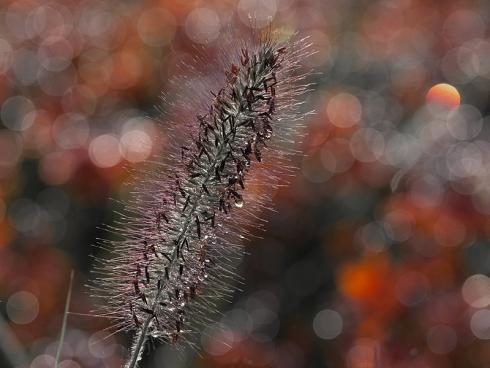 Kuschelweich und bildschön: Luftige Blütenwalzen, ein kompakter Wuchs und elegant überhängende Halmemachen das Lampenputzergras (Pennisetum alopecuroides) zum Gartenstar – egal ob anderthalb Meter oder gerade mal kniehoch. (Bildnachweis: GMH/Markus Hirschler)