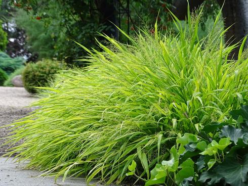 Sanfter Übergang: Mit seinen malerisch überhängenden Halmen und dem breitpolstrigen Wuchs ist das Japangras ‚Albostriata‘ (Hakonechloa macra) der perfekte Abschluss für halbschattige Beete. (Bildnachweis: GMH/Bettina Banse)