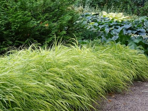 Versilberter Saum: Das Japangras ‚Albostriata‘ (Hakonechloa macra) ist aufgrund seiner hell gestreiften Halme auch als Silberbandgras bekannt. Vor einem dunklen Hintergrund und in Kombination mit klar umrissenen Pflanzen wie Funkien (Hosta) wirkt es besonders eindrucksvoll. (Bildnachweis: GMH/BettinaBanse)