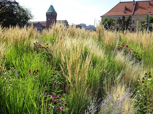 Ein Hauch von Prärie: Zwischen straff aufrechtem Garten-Reitgras ‚Karl Foerster‘ (Calamagrostis x acutiflora) und den fluffigen Blütenständen des Federgrases, setzen purpurroter Schein-Sonnenhut und Blauraute leuchtende Akzente mitten in der Stadt. (Bildnachweis: GMH/Bettina Banse)