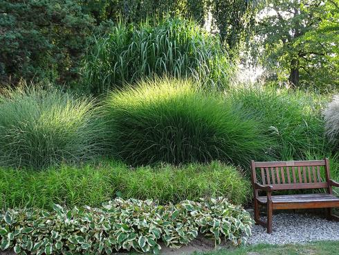 Gipfeltreffen: Vor der breiten Brust des Riesen-Chinaschilfs (Miscanthus x giganteus) nehmen sich die ebenfalls nicht kleingewachsenen Vertreter des Chinaschilf (Miscanthus sinensis) wie Halbstarke aus. Zu ihren Füssen spielen Palmwedel-Segge (Carex muskingumensis) und Funkien (Hosta). (Bildnachweis: GMH/Bettina Banse)