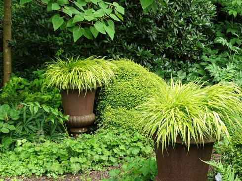 Topf mit Schopf: Goldgrün leuchten die Halme des Japangras ‚Aureola‘ (Hakonechloa macra) dem Betrachter entgegen. Im Herbst nimmt das dekorative Gras eine rotbraune Färbung an. (Bildnachweis: GMH/Bettina Banse)