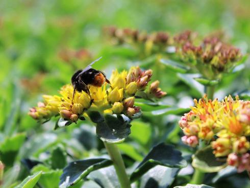 Bild GMH/Gärtnerei Viehweg: Auch bei Insekten beliebt: Fetthennen (Sedum) brauchen we-nig Wasser, sind ausgesprochen pflegeleicht und bilden attraktive Blüten. 