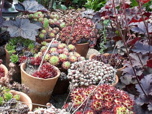 Bild GMH/Gärtnerei Viehweg: Rosetten in vielen Grössen und Farben: Hauswurze (Sempervi-vum) gedeihen gut in Tontöpfen und -schalen und kommen fast ohne Giessen aus.