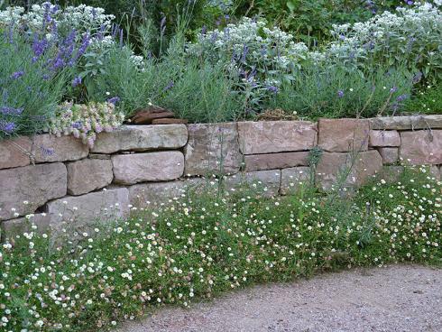 Blütendiadem: Lavendel, Perlkörbchen (Anaphalis triplinervis) und der extravagante Hopfen-Dost (Origanum rotundifolium) krönen die elegante Sandsteinmauer. Am Fuß schmückt sie eine Bordüre aus Spanischem Gänseblümchen (Erigeron karvinskianus). (Bildnachweis: GMH/Anne Eskuche)