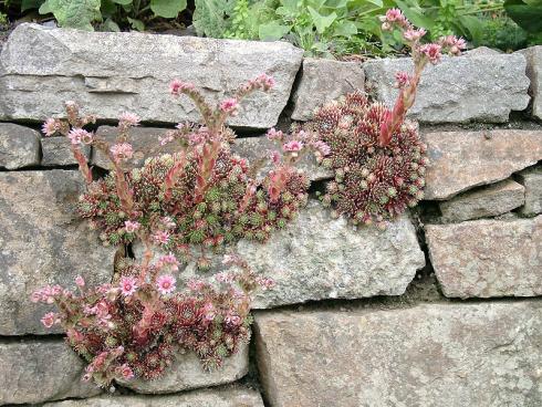 Mauerblümchen: Dickfleischige Staudenzwerge wie Steinbrech (Saxifraga, Foto), Mauerpfeffer (Sedum) oder Mittagsblümchen (Delosperma) sind überaus genügsam und gedeihen selbst in kleinsten Ritzen. (Bildnachweis: GMH/Bettina Banse)