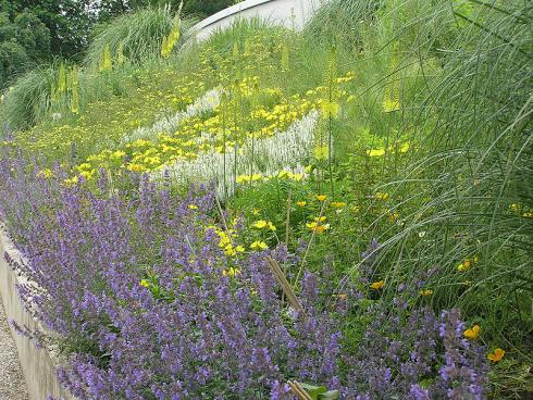 Sonnenaufgang: Chinaschilf (Miscanthus) rahmt das wogende Gold aus Nachtkerzen (Oenothera), Kalifornischem Mohn (Eschscholzia californica) und hoch aufragenden Steppenkerzen (Eremurus) ein. Dazwischen blitzen weißer Steppen-Salbei (Salvia nemorosa) und violettblaue Katzenminze (Nepeta x faassenii) auf. (Bildnachweis: GMH/Annette Urbanietz)