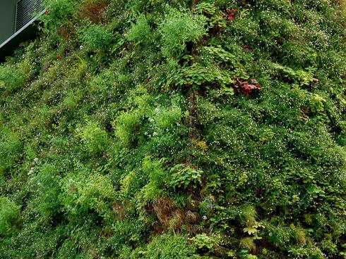 Hängende Gärten: Bei sogenannten Living Walls wachsen die Pflanzen in Modulsystemen mit integrierter Bewässerung und Düngung direkt an der Hauswand – mehr Gefälle geht nicht! (Bildnachweis: GMH/Bettina Banse)