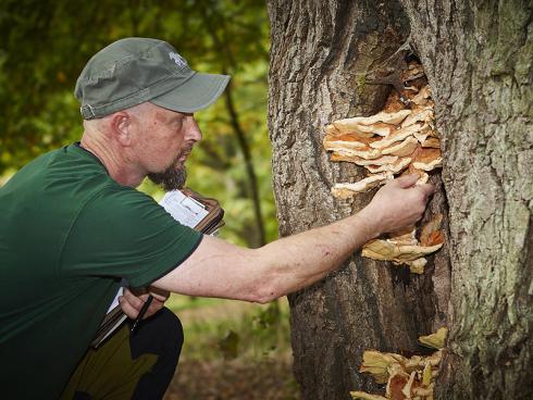 Verräterische Fruchtkörper: Pilzsucher freut der Anblick des Schwefelporlings, für den Baum jedoch bedeutet er oft das Aus – der holzzersetzende Pilz lässt die Windbruchgefahr massiv ansteigen. (Bildnachweis: GMH/Fachverband geprüfter Baumpfleger) 