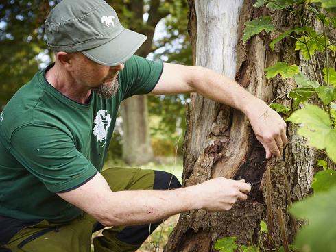 Spurensuche: Ein Blick unter die sich ablösende Rinde verrät Frank Rheinwald, wie weit das lebende Gewebe abgestorben ist, und wie der Baum auf den bestehenden Schaden reagiert – davon hängen etwaige Gegenmassnahmen ab. (Bildnachweis: GMH/Fachverband geprüfter Baumpfleger)