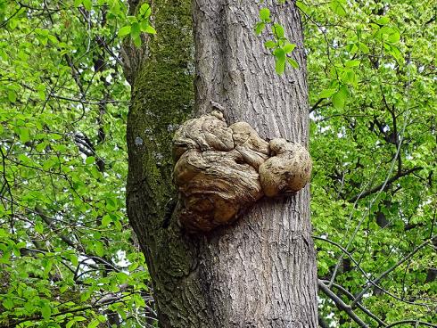 Kein Pilz: Maserknollen sind Wucherungen, die meist von Bakterien verursacht werden und in der Regel gutartig sind. Das Holz ist aufgrund der attraktiven Maserung sehr begehrt. (Bildnachweis: GMH/Fachverband geprüfter Baumpfleger)