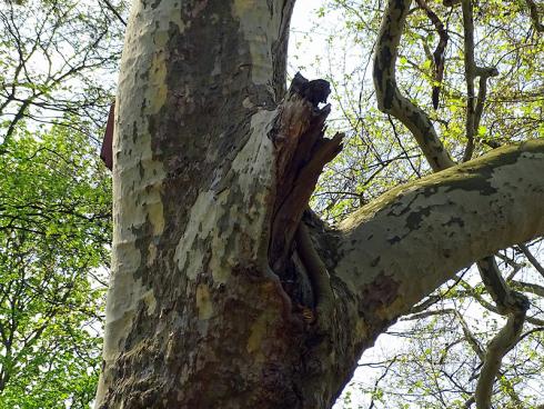 Erste Hilfe: Die Platane versucht, den Sturmschaden zu überwallen, scheitert jedoch am verbliebenen Aststummel. Wird er durch professionelle Baumpfleger entfernt, schliesst der Baum die Wunde im Nu. (Bildnachweis: GMH/Fachverband geprüfter Baumpfleger)