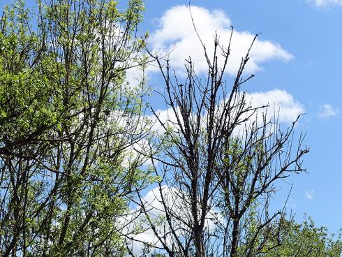 Symptome des Eschentriebsterbens: Die Krone ist durch die abgestorbenen Triebe und Zweige stark ausgelichtet und der Baum versucht mit Ersatztrieben den Kronenverlust teilweise zu kompensieren. (Bildnachweis: GMH/Fachverband geprüfter Baumpfleger)