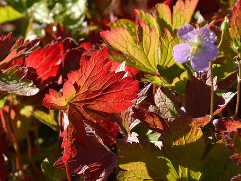 Indian Summer: Der Amerikanische Storchschnabel ’Vickie Lynn‘ (Geranium maculatum) besitzt eine ganz besondere Farbmagie. Erst recht, wenn über dem herbstlich verfärbten Laub noch die eine oder andere zarte Blüte erscheint. (Bildnachweis: GMH/Anne Eskuche)