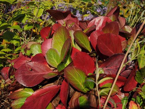 Drachenglut: Die Herbstfärbung der Bergenie &quot;Pink Dragonfly&quot; ist sensationell und umso intensiver, je sonniger die Pflanze steht. Ab April locken zudem aparte zartrosafarbene Blüten. (Bildnachweis: GMH/Gabriele Gieseler)