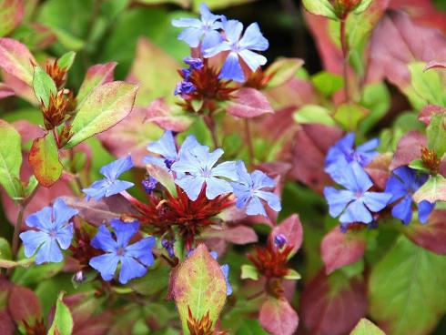 Farbenwunder: Die Chinesische Bleiwurz (Ceratostigma plumbaginoides) trägt von August bis in den Oktober hinein leuchtend blaue Blüten, ihr Laub verfärbt sich im Herbst tiefrot. Als trockenheitsverträglicher Bodendecker ist sie ebenso schön wie in Kästen und Kübeln. (Bildnachweis: GMH/Peter Behrens)