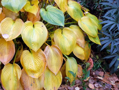 Herzlicher Abschied: Ehe sie sich in die Winterruhe verabschieden, setzen viele Funkien (Hosta) noch einmal herbstliche Glanzlichter – hier zusätzlich verstärkt durch das dunkle Laub der Stinkenden Nieswurz (Helleborus foetidus). (Bildnachweis: GMH/Bettina Banse)