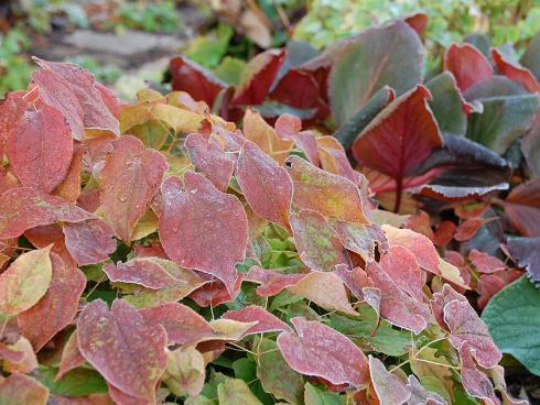 Zart bereift: Viele Elfenblumen (Epimedium) büssen selbst im Winter nichts von ihrer Eleganz ein – im Gegenteil, die aufziehende Kälte verleiht manchen Sorten leuchtend rot überhauchte Blätter. (Bildnachweis: GMH/Bettina Banse)