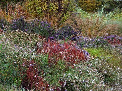 Herbstliche Brandung: Die spitzen Halme des Japanischen Blutgrases &quot;Red Baron&quot; (Imperata cylindrica) teilen die Wogen aus violetten Astern, weiss aufschäumenden Prachtkerzen (Gaura lindheimeri) und verschiedenen Ziergräsern. (Bildnachweis: GMH/Bettina Banse)