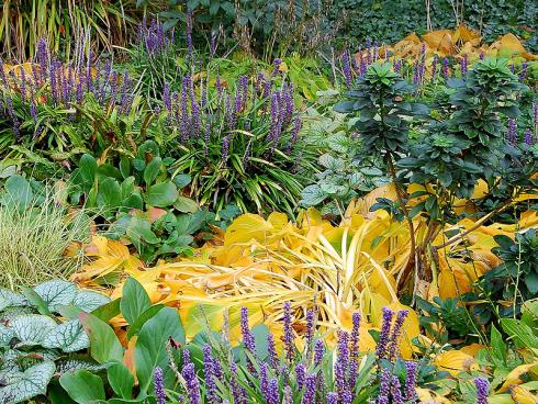 Zepter des Herbstes: In mythischem Blauviolett funkeln die Blüten der Lilientraube (Liriope muscari), und spielen ihre Farbe im Wechsel mit den gelb leuchtenden, herbstlich gewandeten Funkien aus. (Bildnachweis: GMH/Bettina Banse)