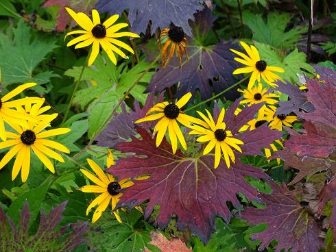 Dauerblüher: Selbst nach den ersten Frösten stellt der Sonnenhut (Rudbeckia) die Blüte nur widerwillig ein. Herrlich wirkt dazu das rot überlaufene Laub einer Ligularia. (Bildnachweis: GMH/Bettina Banse)