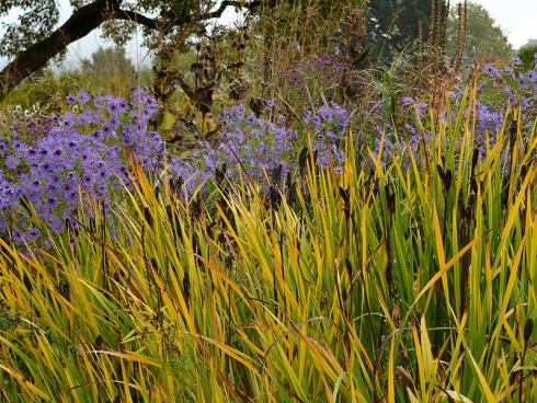 Kontrastreich: Kühler in der Anmutung, aber ungemein zauberhaft ist die Kombination aus violetten Astern und dem sich gelblich verfärbenden Laub der Wiesen-Schwertlilie (Iris sibirica). Deren Fruchtstände setzen wie Paukenschläge dunkle Akzente. (Bildnachweis: GMH/Anne Eskuche)