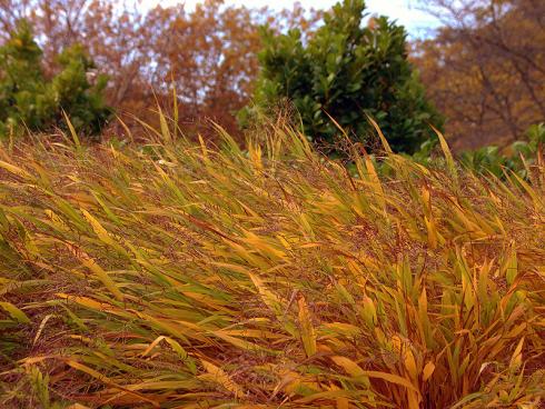 Zauber des Vergänglichen: Leise raschelnd entzündet das Japangras (Hakonechloa macra) ein letztes Herbstfeuer, ehe die ersten Schneeflocken durch die Luft schweben. (Bildnachweis: GMH/Bettina Banse)