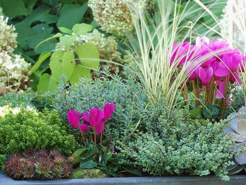 Bild GMH/Gartenbau Hetjens: Als idealer Teamplayer erweisen sich neuseeländische Strauchveronika (Hebe) auch im Herbst – zum Beispiel in Kombination mit Alpenveilchen (Cyclamen).