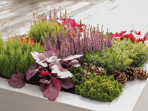 Bild GMH/Gartenbau Hetjens: Sie sorgen für Struktur: Im quadratischen Pflanzenkübel präsentieren sich Hebe kombiniert mit Besenheide (Calluna) und Purpurglöckchen (Heuchera) im Herbstlook.