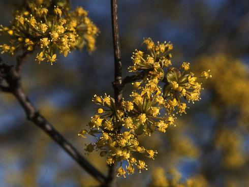 Die Kornelkirsche (Cornus mas) eignet sich dank ihrer gelben Blüten im Frühjahr nach dem Laubaustrieb nicht nur als wertvolles Wildgehölz, sondern ist auch eine Zierde im Garten. (Bildnachweis: GMH/GBV)