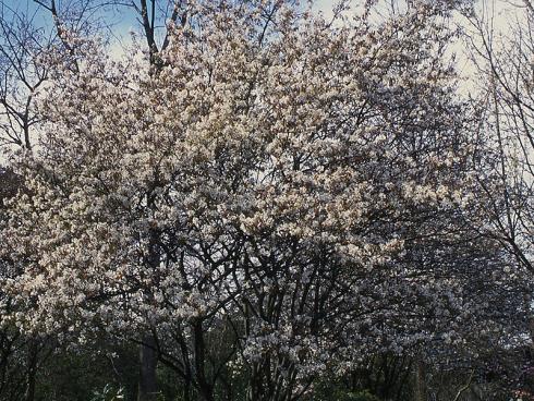 Eine Kombination aus insektenfreundlichen Blüten und essbaren Früchten machen die Felsenbirne (Amelanchier) zu einem wertvollen Gehölz für den Garten. (Bildnachweis: GMH/GBV)