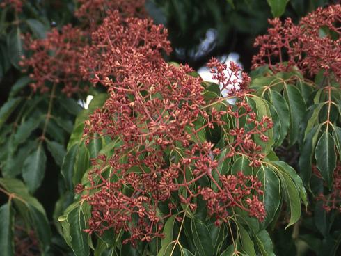 Der Bienen- oder Honigbaum (Euodia hupehensis) macht seinen Namen alle Ehre, denn sein duftender Blütenflor mit reichlich Nektar lockt Insekten an.