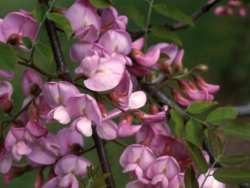 Sehr anziehend für Bienen: Die purpurfarbenen Schmetterlingsblüten der Borstige Robinie (Robinia hispida ‚Macrophylla‘) haben viel Zucker präsentieren sich im Juni. (Bildnachweis: GMH/GBV)