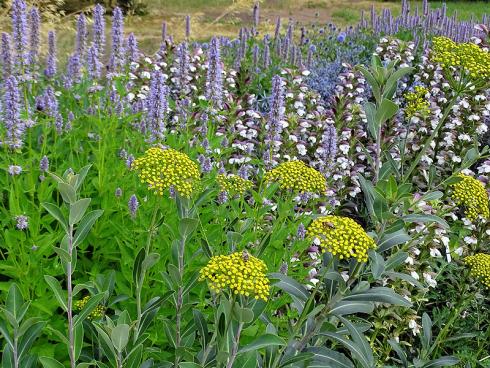 Unerschütterlich: Duftnesseln (Agastache), Bärenklau (Acanthus) und Strauchiges Hasenohr (Bupleurum fruticosum) halten Hitze und Trockenheit gut aus. Das freut Insekten und Menschen gleichermassen. (Bild: GMH/Bettina Banse)