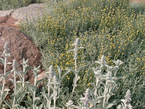 Silbriger Glanz: Der feine Flaum des Woll-Ziests (Stachys byzantina) und die silbrige Bereifung des Currykrauts (Helichrysum italicum) reflektieren einen Teil der Strahlung. (Bild: GMH/Bettina Banse)