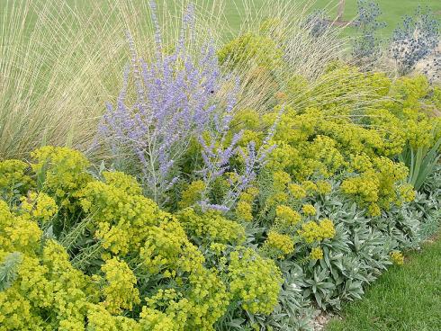 Gegen Fernweh: Mit Blauraute (Perovskia atriplicifolia), Steppen-Wolfsmilch (Euphorbia seguieriana ssp. niciciana), Kleinem Mannstreu (Eryngium planum) und Ziergräsern kommt Urlaubsstimmung auf. (Bild: GMH/Bettina Banse)