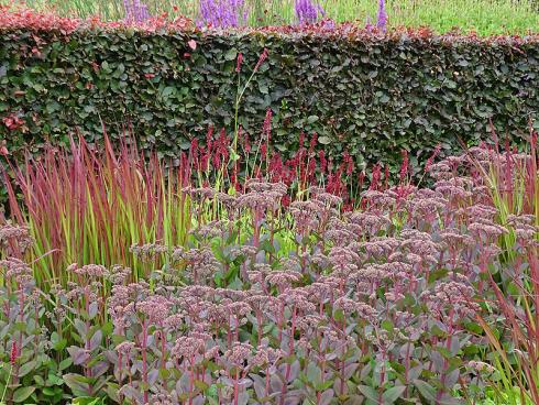 Heissblütig: Hohe Fetthennen-Arten zeigen sich von anhaltender Trockenheit gänzlich unbeeindruckt. Ziergräser wie das Japanische Blutgras (Imperata cylindrica) färben in heissen Sommern sogar besonders intensiv aus. (Bild: GMH/Bettina Banse)