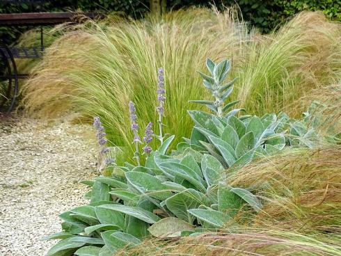 Laissez-faire: Sanft umschmeichelt das Zarte Federgras (Stipa tenuissima) die Blätter und Blütenstände des Woll-Ziests (Stachys byzantina). Beide bleiben auch bei Hitze ganz entspannt. (Bild: GMH/Bettina Banse)