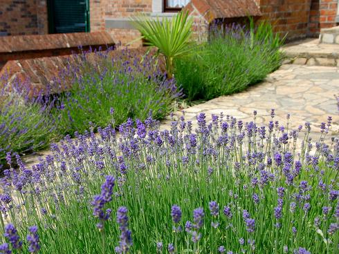 Die Côte d’Azur lässt grüssen: Lavendel sorgt für blaue Stunden ohne Giessstress. (Bild: GMH/Bettina Banse)