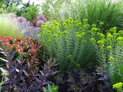 Stauden-Puzzle: Kompakte Blatthorste, aber jeweils unterschiedliche Blattstrukturen lassen den Mix aus Fetthenne (Sedum), Steppen-Wolfsmilch (Euphorbia seguieriana ssp. niciciana) und Chinaschilf (Miscanthus) gleichermassen aufgeräumt und spannend wirken. (Bild: GMH/Bettina Banse)