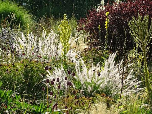 Den Sommer im Herzen: Viele hitze- und trockenheitsverträgliche Arten wie Königskerzen (Verbascum) und das Östliche Wimper-Perlgras (Melica ciliata) blühen spät, bieten dafür aber auch im Herbst und Winter attraktive Silhouetten. (Bild: GMH/Bettina Banse)