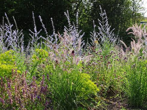 Angepasst: Mit ihrem filigranen, durchscheinenden Aufbau scheinen Blauraute (Perovskia), Lampenputzergras (Pennisetum) und Virginisches Eisenkraut (Verbena bonariensis) das Hitzeflimmern nachzuahmen. (Bild: GMH/Bettina Banse)