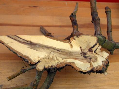 Mythische Mistel Auf den winterkahlen Bäumen sind die bizarren Halbschmarotzer gut zu erkennen. Namen wie Donnerbesen, Druidenfuß und Hexenbesen belegen, wie unseren Vorfahren beim Anblick dieses Phänomens zumute war. (Bild GMH/Fachverband geprüfter Baumpfleger:)