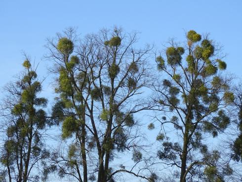 Tragende Rolle Ein stark gewachsener Efeu bedeutet für den Baum eine beachtliche Zusatzlast und kann die Bruchfestigkeit beeinträchtigen. (Bild GMH/Fachverband geprüfter Baumpfleger)