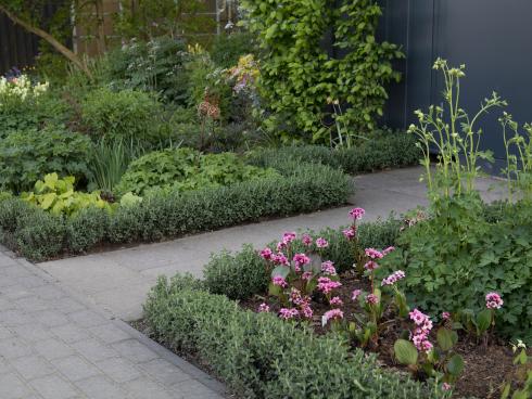 Blütenstaude mit Ordnungssinn: Der Immergrüne Gamander (Teucrium x lucidrys) schliesst die Reihen oft schon im Folgejahr der Pflanzung. (Bild: GMH/Andre Stade)